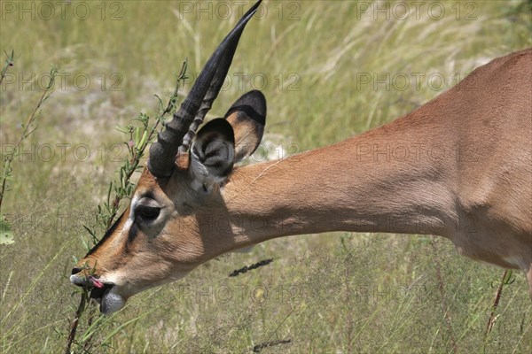 Black-faced impala