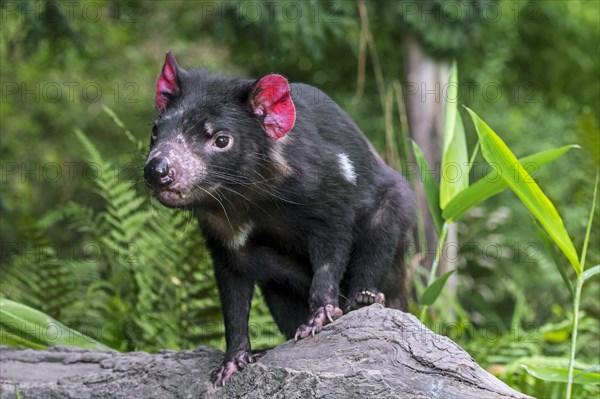 Tasmanian devil