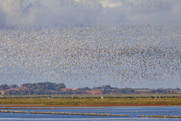 Dunlin