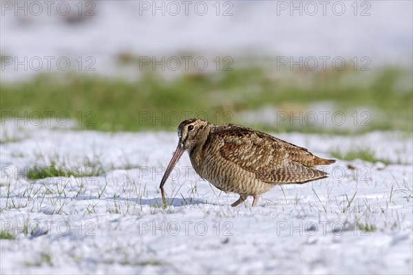 Eurasian woodcock