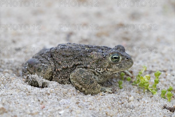 Natterjack toad