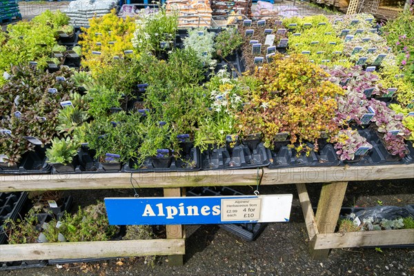 Alpines plants on sale in garden centre