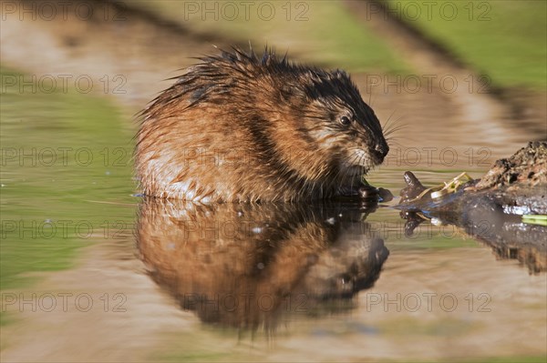 Muskrat