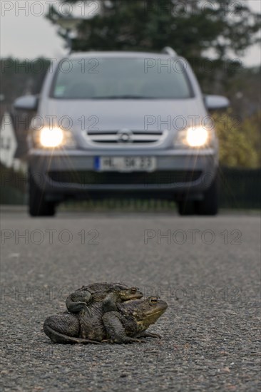 Common Toad