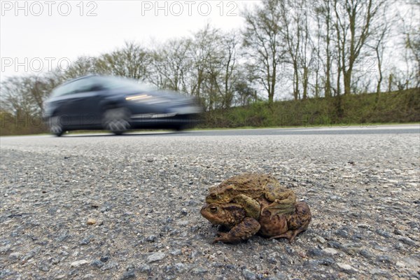 Common toad