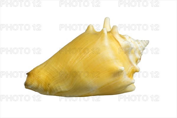 Florida fighting conch