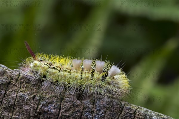 Pale tussock