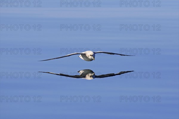 Northern fulmar