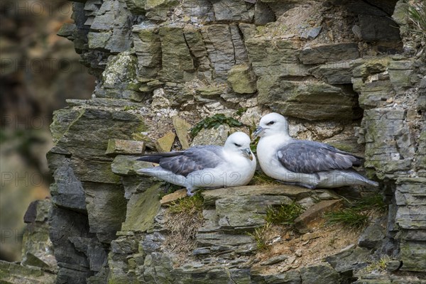 Northern fulmars