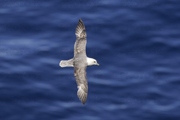 Northern fulmar