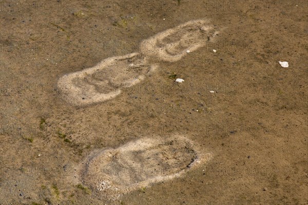 Traces by gulls in shallow water on mudflat from foot-paddling to whirl up small animals lying in the mud like mollusks