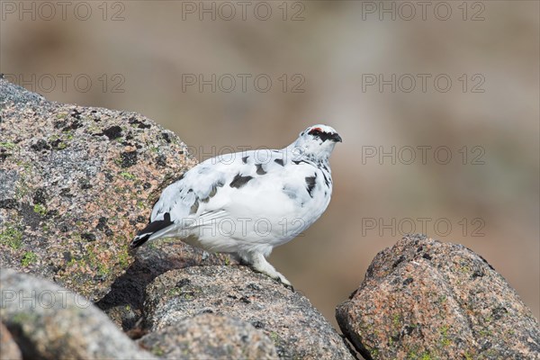 Rock ptarmigan