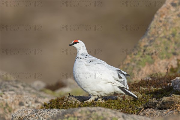 Rock ptarmigan