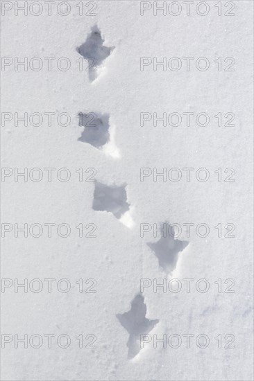 Rock ptarmigan