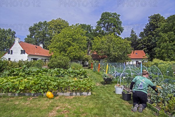 Volunteer working at vegetable garden