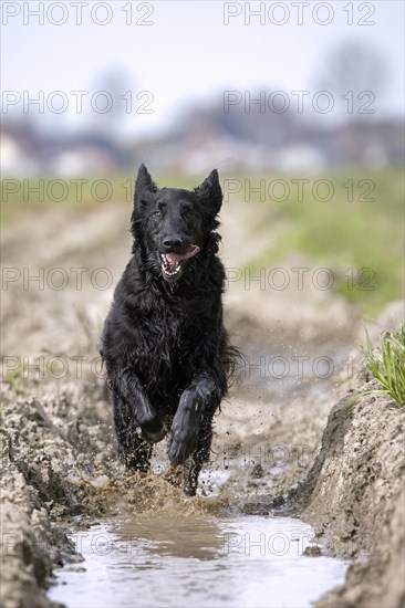 Black flat-coated retriever