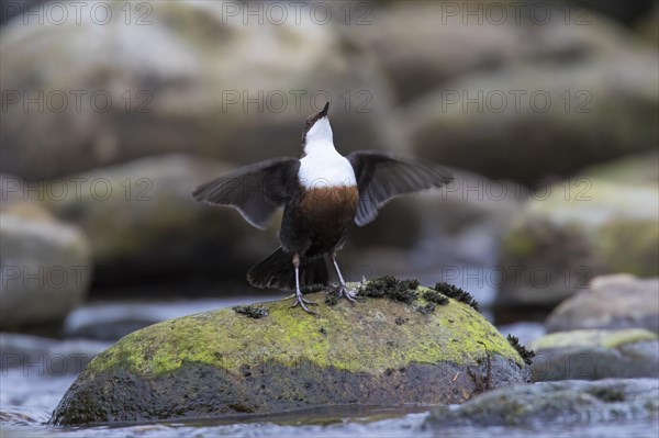 White-throated dipper