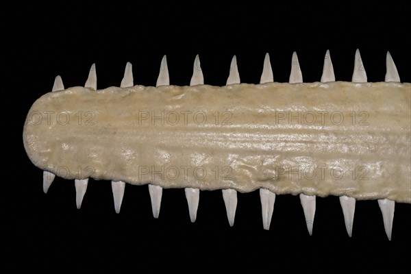 Sawfish