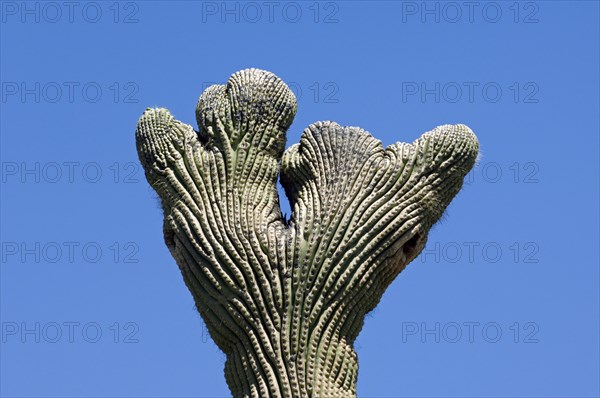 Crested Saguaro