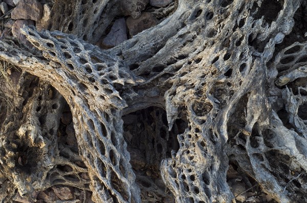 Cholla cactus skeleton