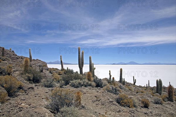 Cacti