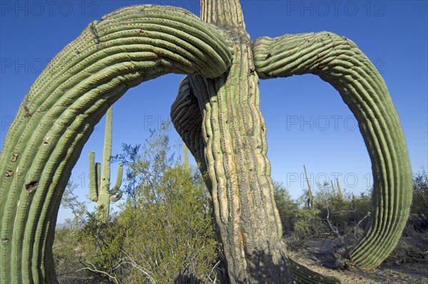 Saguaro