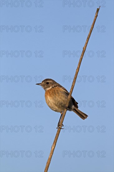 European Stonechat