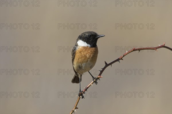 European stonechat