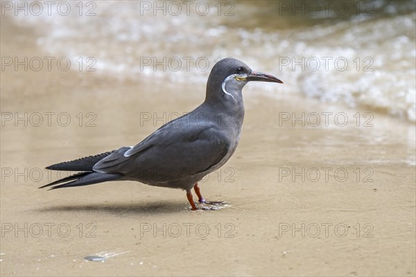 Inca tern