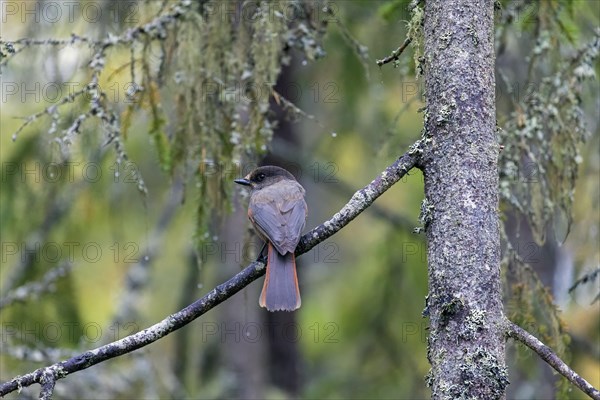 Siberian jay