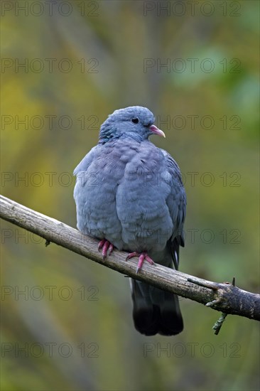 Stock dove