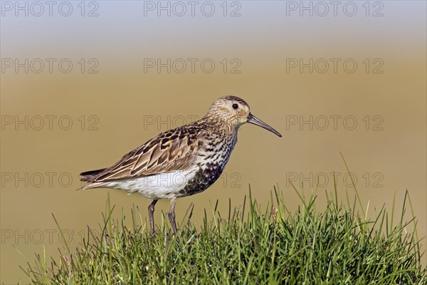 Dunlin