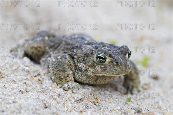 Natterjack toad