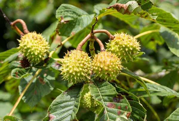 Conkers on Horse Chestnut