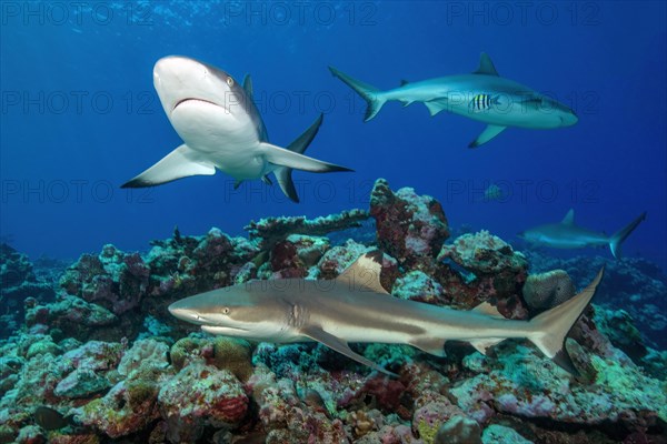 Bottom foreground Blacktip reef shark