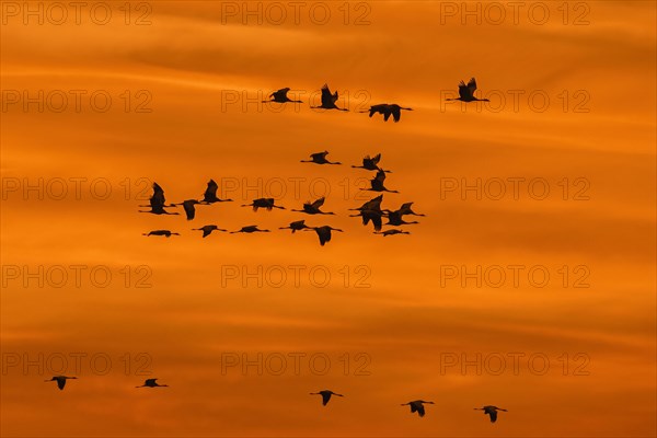 Migrating flock of common cranes