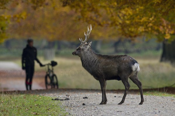 Sika deer