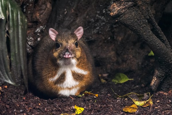 Lesser mouse-deer