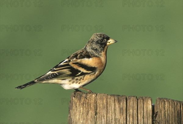 Male brambling