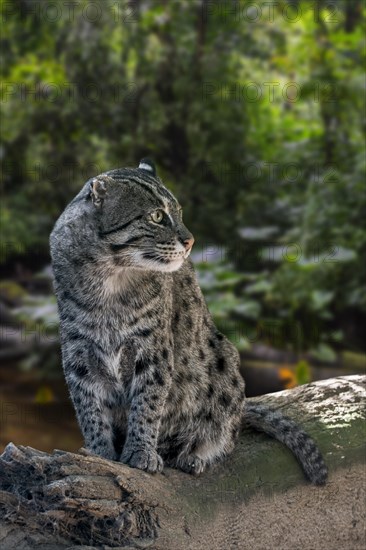 Fishing cat