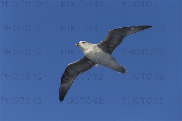 Northern fulmar