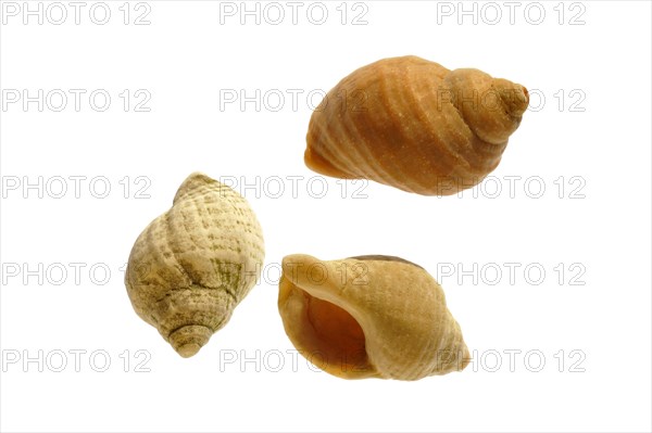 Common whelk