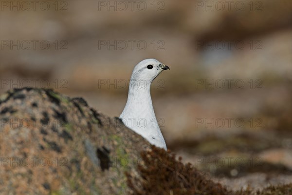 Rock ptarmigan