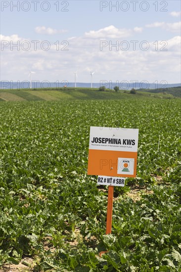 Notice board for seeds of the company JOSEPHINA KWS on a sugar beet field