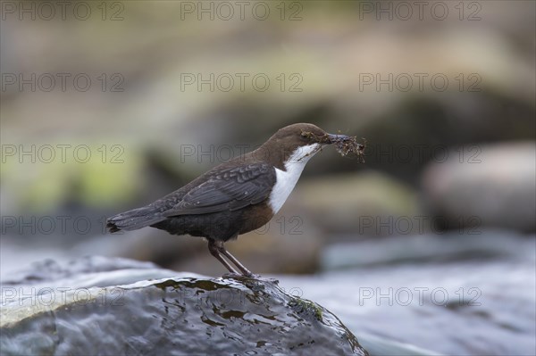 White-throated dipper