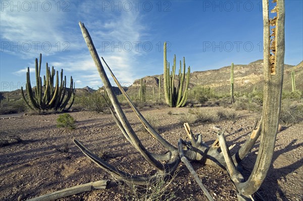 Hollow wooden skeleton of Organ pipe cactus