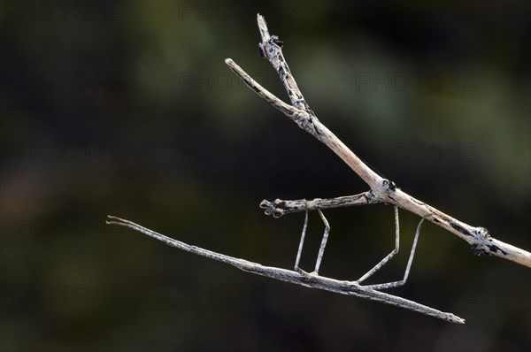 Stick insect