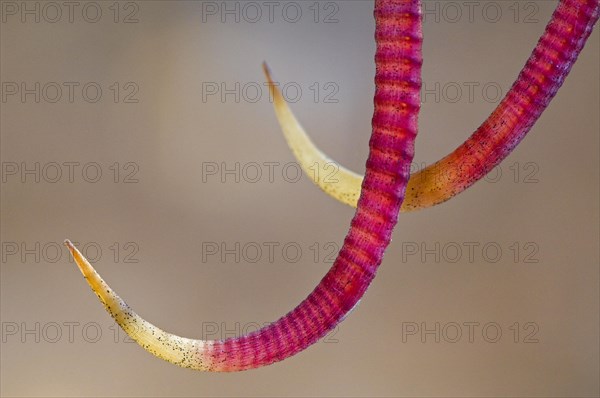 Close up of hooked spines of Barrel cactus