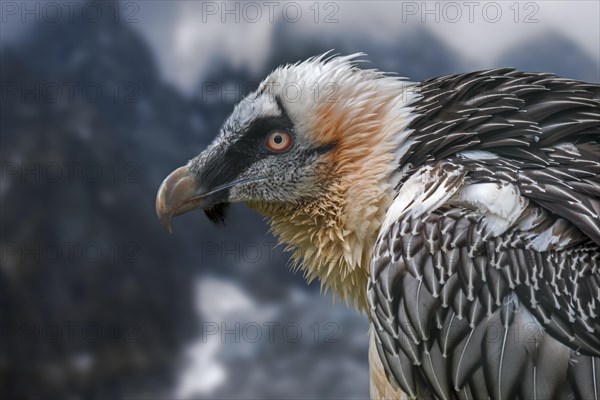 Bearded vulture