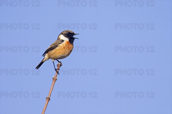 European stonechat